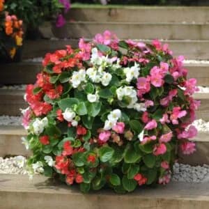 Begonia Semperflorens Mix Seeds