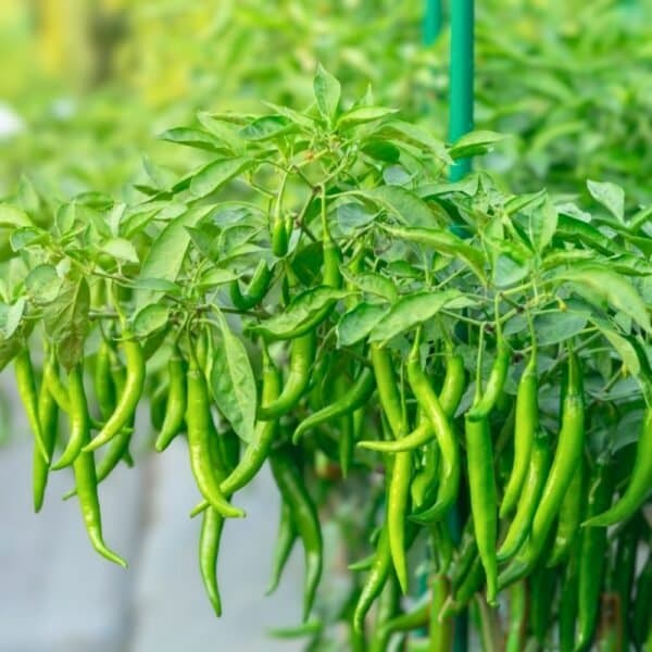 Hybrid Green Chili Seeds