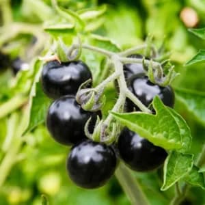 Black Cherry Tomato Seeds