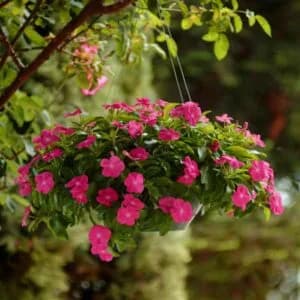 Vinca Deep Rose Flower Seeds