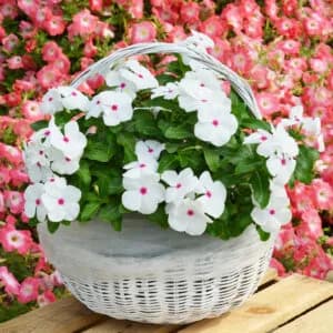 Vinca Polka Dot Flower Seeds