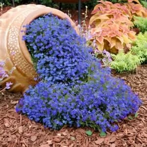 Lobelia Pendula Sapphire Seeds